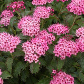 Spiraea japonica 'Crispa'